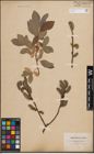 Foto von Salix caprea L. x Salix cinerea L.